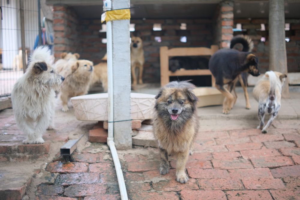 Cani ospitati in un rifugio