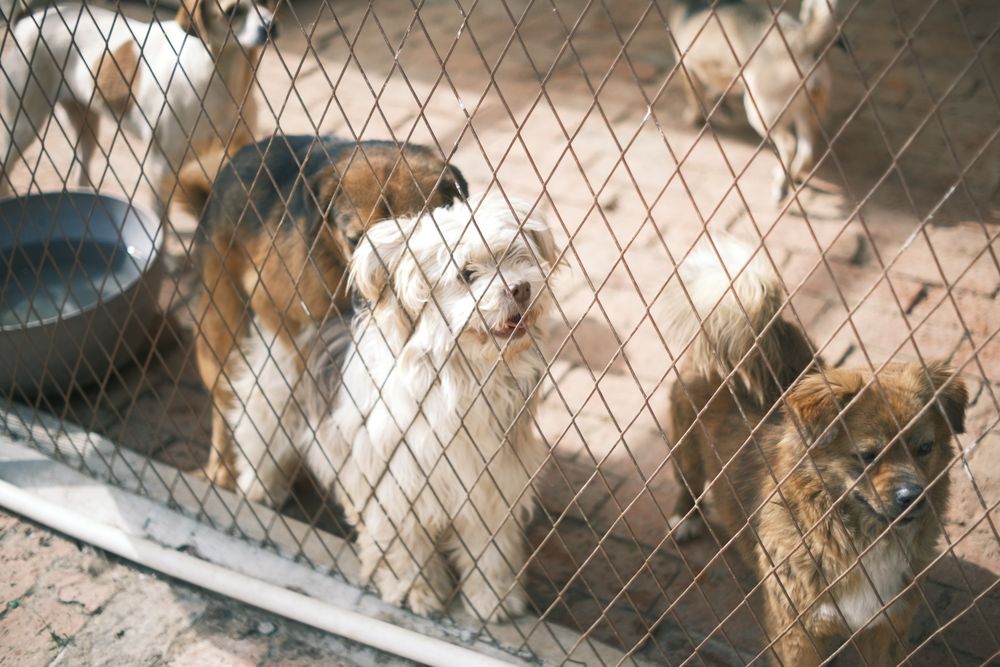 Cani in uno spazio di accoglienza