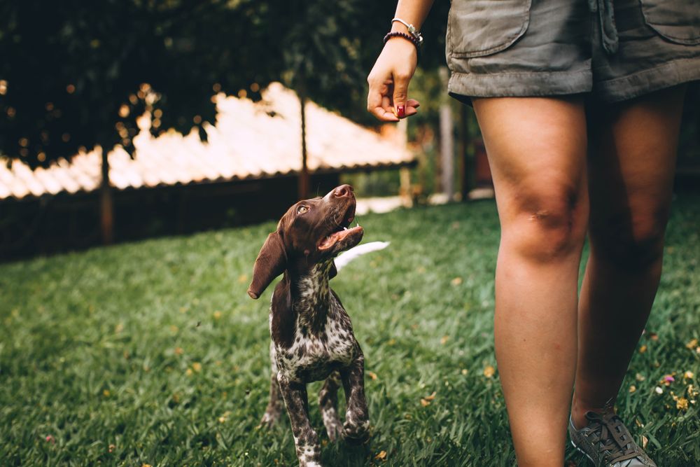 Cane e persona su un prato