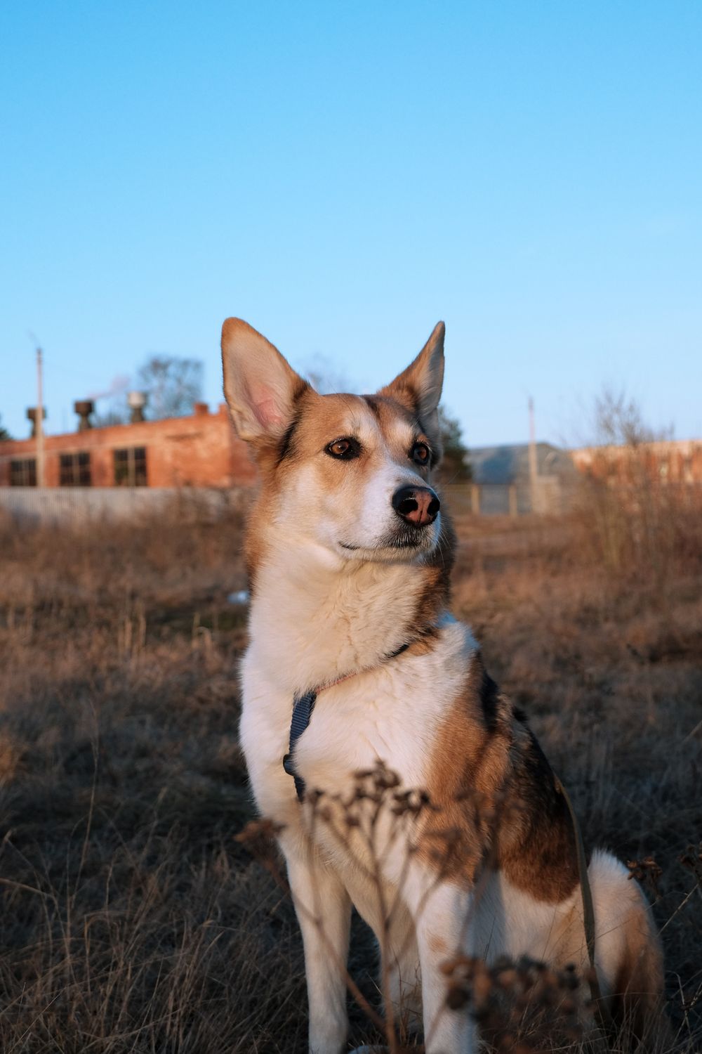Cane seduto in un prato