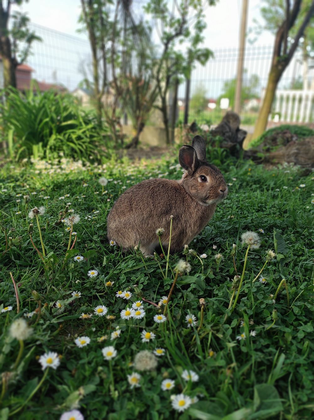 Coniglio in un giardino verde