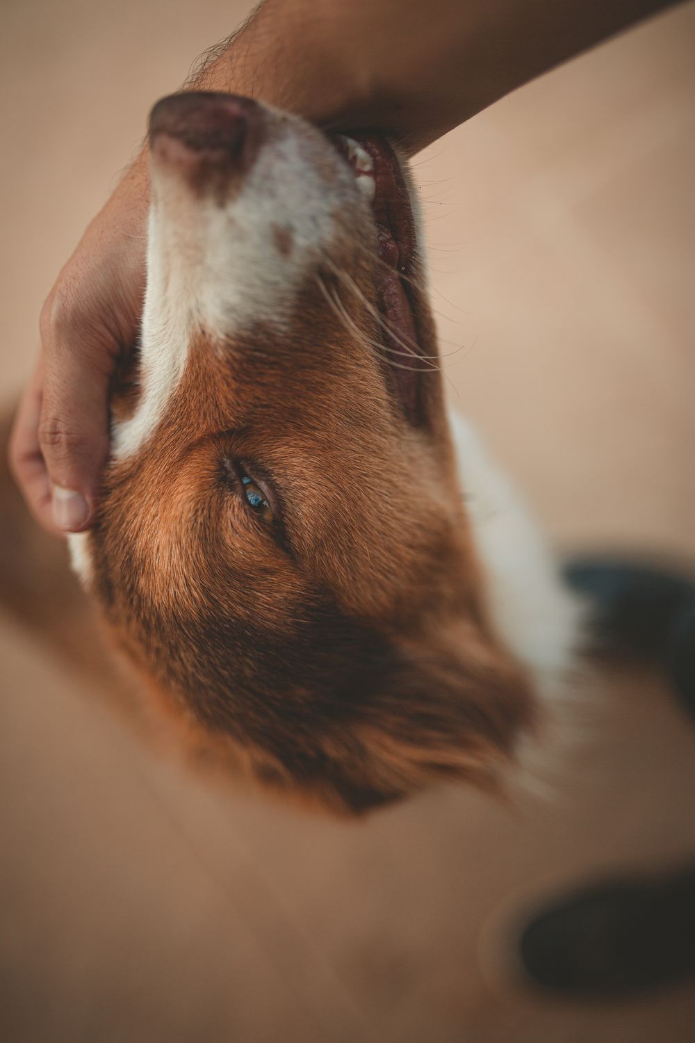 Persona che accarezza un cane