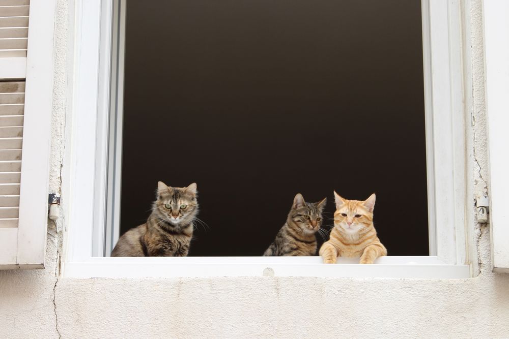 Gatti affacciati alla finestra