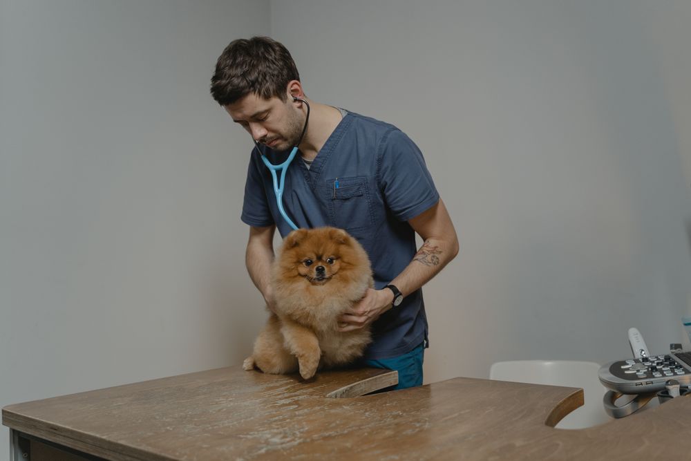 Cane durante un controllo veterinario