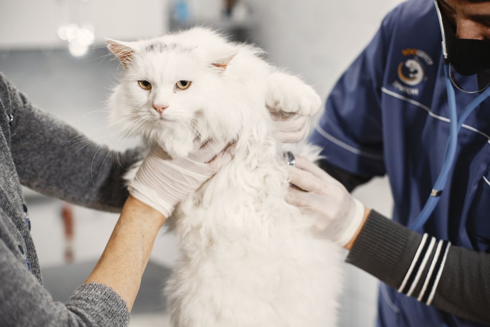 Gatto nello studio veterinario